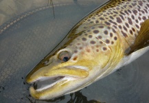 Jeremy Treweek 's Fly-fishing Photo of a Salmo trutta – Fly dreamers 