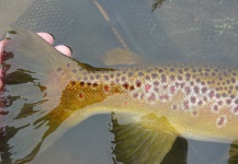 Jeremy Treweek 's Fly-fishing Pic of a Brownie – Fly dreamers 