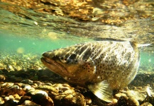 El efecto espejado de la cara inferior de la superficie del agua en la visión de los peces.