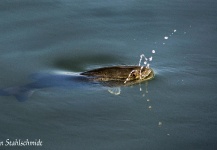 Ben Stahlschmidt 's Fly-fishing Image of a Largemouth Bass – Fly dreamers 