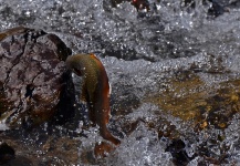  Gran Situación de Pesca con Mosca de Trucha de arroyo o fontinalis – Fotografía por Exequiel Bustos en Fly dreamers