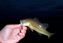 Tim Kidder 's Fly-fishing Pic of a isobassi | Fly dreamers 