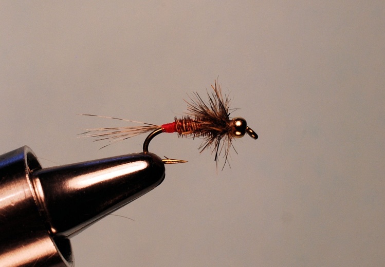 Polish Pheasant Tail