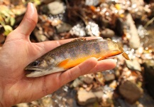 Native Brook Trout 