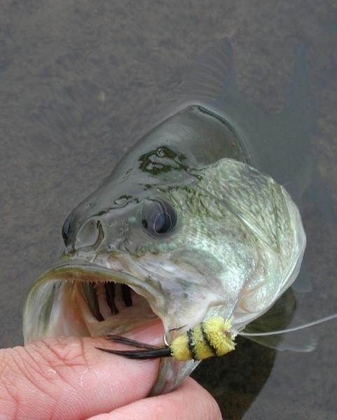 Large Mouth Bass