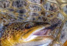 Fly-fishing Image of Brown trout shared by Courtney Bailey – Fly dreamers