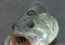 Masanori Sarai 's Fly-fishing Image of a Largemouth Bass – Fly dreamers 