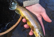 Peter Breeden 's Fly-fishing Photo of a Brown trout – Fly dreamers 