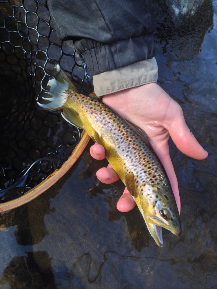 A beautiful little brown. 