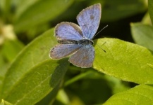 Insects in Japan