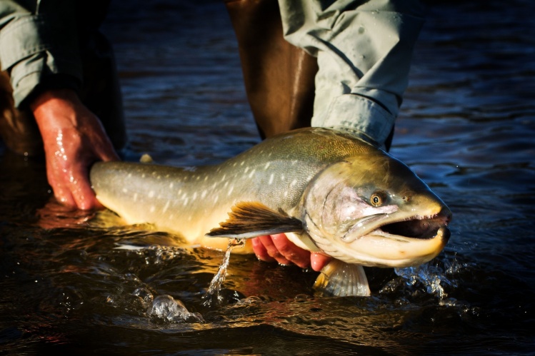 Arctic Char Greenland
