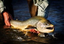 Lars Broberg 's Fly-fishing Pic of a Arctic Char – Fly dreamers 