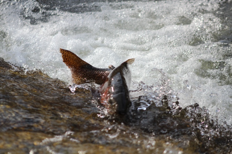 Leaping Lahontan Cutthroat trout