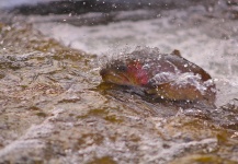  Foto de Pesca con Mosca de Cutthroat compartida por Jameson Hawn – Fly dreamers