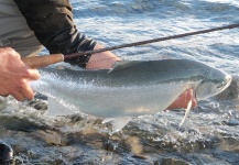  Foto de Pesca con Mosca de Trucha arcoiris compartida por RAUL  ITURBE – Fly dreamers