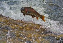  Imagen de Pesca con Mosca de Trucha arcoiris compartida por Jameson Hawn – Fly dreamers