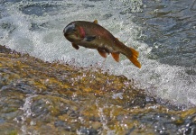 Fly-fishing Image of Rainbow trout shared by Jameson Hawn – Fly dreamers