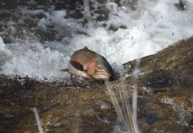 Fly-fishing Photo of Cutthroat shared by Jameson Hawn – Fly dreamers 