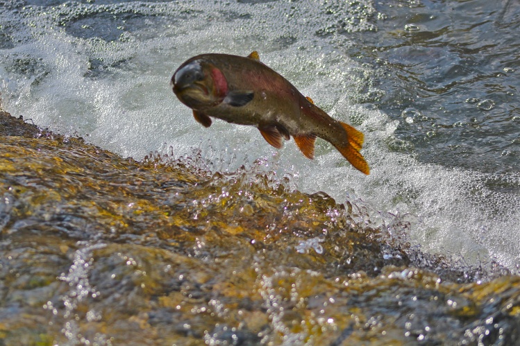 I'm proud to say this flying fella made it up the falls.