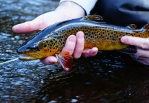 February Fly Fishing Report From CO