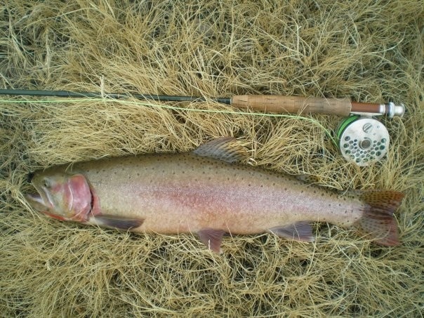 Another stunning Lahontan Cutt. The rod butt-to-handle end is 11". These thing fight like crazy!