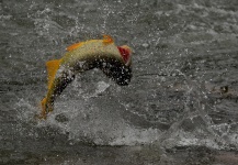  Captura de Pesca con Mosca de Dorado por Exequiel Bustos – Fly dreamers