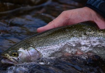  Captura de Pesca con Mosca de Trucha arcoiris por Exequiel Bustos – Fly dreamers