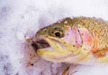 Brad Billings 's Fly-fishing Pic of a Rainbow trout – Fly dreamers 