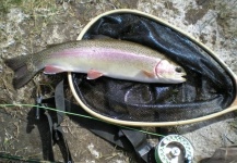 Jameson Hawn 's Fly-fishing Photo of a Rainbow trout – Fly dreamers 