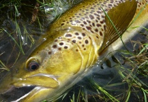 Jeremy Treweek 's Fly-fishing Image of a Brown trout – Fly dreamers 