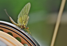 Impressive Fly-fishing Entomology Image by Nicolas Buoro 