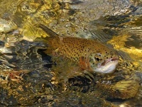 Fly fishing picture