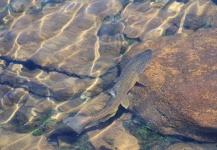  Imagen de Pesca con Mosca de Trucha marrón por Carlos  Morales  – Fly dreamers