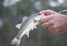 Fly-fishing Image of Largemouth Bass shared by Ben Meadows – Fly dreamers