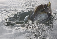 Fly-fishing Photo of Bluegill shared by Ben Meadows – Fly dreamers 