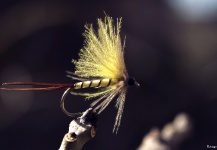 Pierre Lainé 's Fly-tying for Brown trout - Photo – Fly dreamers 