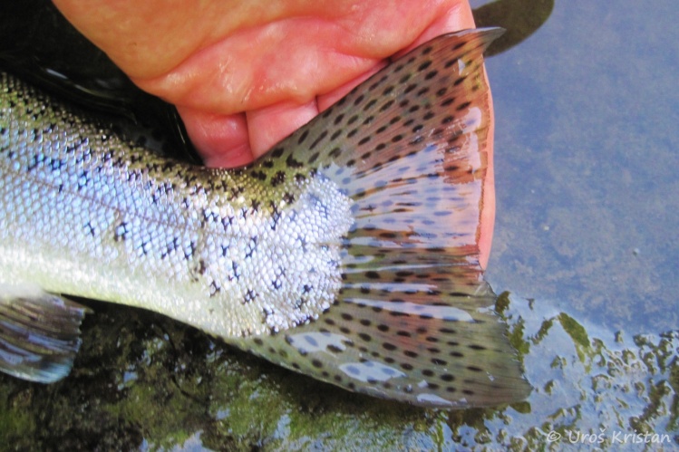 Strong tail of large rainbow trout