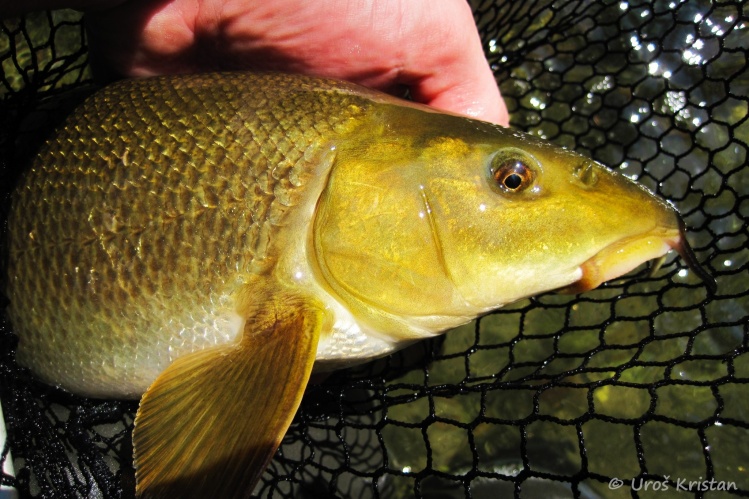 You can catch nice barbel on a fly