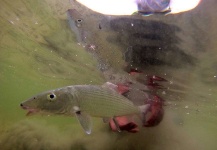  Foto de Pesca con Mosca de Bonefish compartida por Jose Miguel Lopez Herrera – Fly dreamers