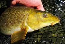Fly-fishing Photo of Barbel shared by Uros Kristan – Fly dreamers 