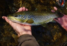 Nicolas Buoro 's Fly-fishing Pic of a Brown trout – Fly dreamers 