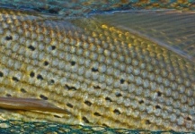 Nicolas Buoro 's Fly-fishing Picture of a Grayling – Fly dreamers 