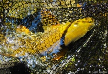 Uros Kristan 's Fly-fishing Picture of a Barbel – Fly dreamers 