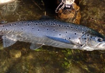 Fly-fishing Image of Brown trout shared by La Vaguada  Fly Fishing – Fly dreamers