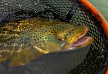  Spring Creek Fishing