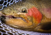 Fly-fishing Photo of Rainbow trout shared by Oliver Strickland – Fly dreamers 