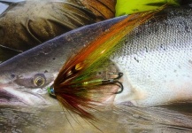 Fly for Atlantic salmon - Image shared by Ismo Lintula – Fly dreamers