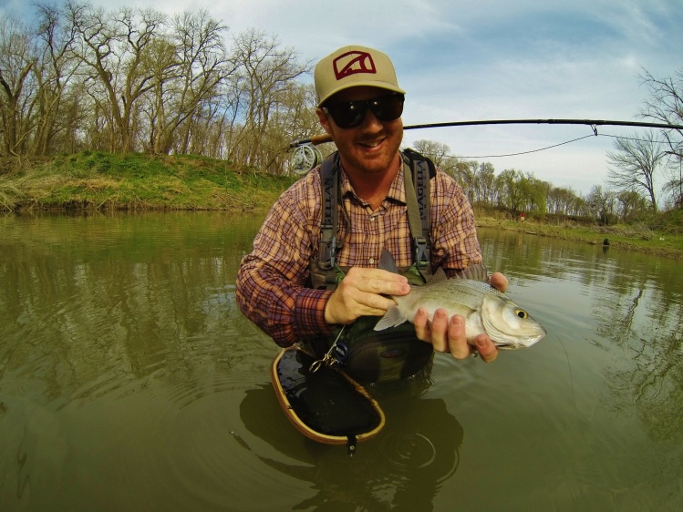 White Bass caught on the San Gabriel River in Central Texas