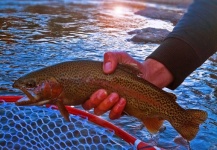Mid Winter Colorado Fly Fishing Report