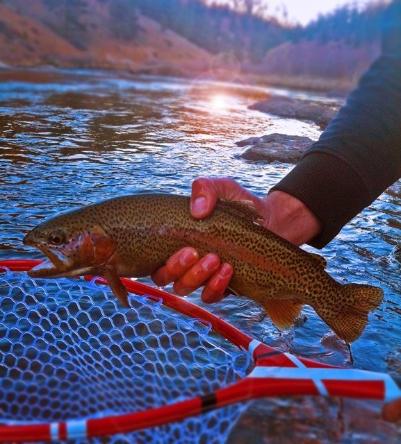 <a href="http://troutsflyfishing.com/news/south-platte-river-report-late-winter-fly-fishing/">http://troutsflyfishing.com/news/south-platte-river-report-late-winter-fly-fishing/</a>